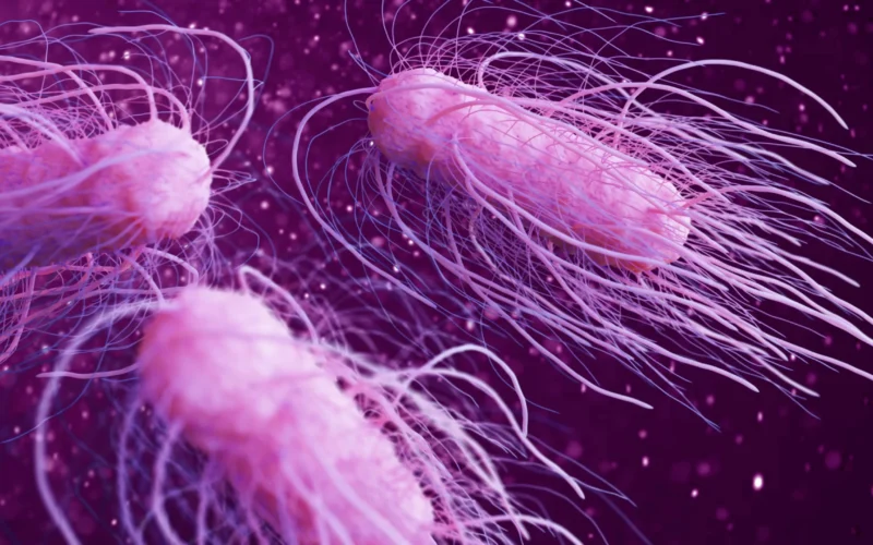 Salmonella