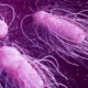 Salmonella
